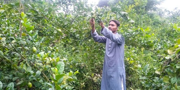 কৃষিতে মামুনের আনন্দ, করেছেন ৫শ’ গাছের লেবু বাগান